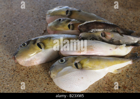 Fisch zum Verkauf in der zentrale Markt von Mauretanien Nouakchott West-Afrika Stockfoto