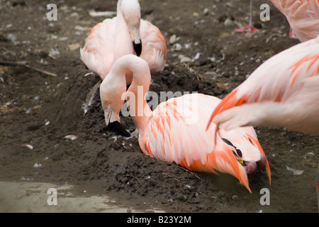 Zwei Flamingos sitzen auf ihren Nestern. Stockfoto