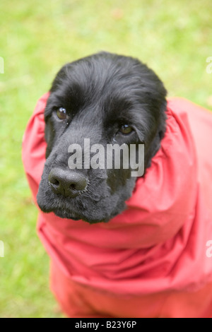 Kalte Englische Cocker Spaniel, Scotland, UK Stockfoto