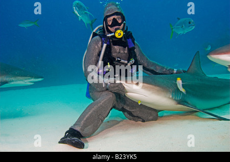 "Kettenhemd" bekleideten Taucher mit Caribbean [Riffhai] Carcharhinus Perezi auf dem Schoß Grand Bahama Island UNEXSO Stockfoto