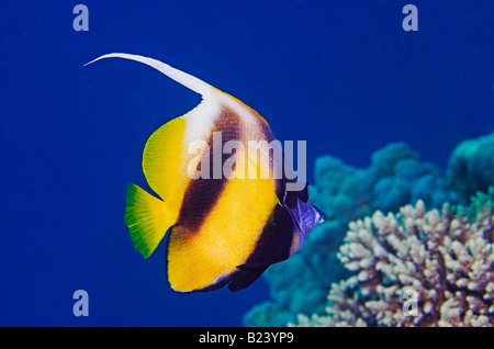 Bannerfish oder Pennantfish Heniochus Intermedius am Korallenriff Stockfoto