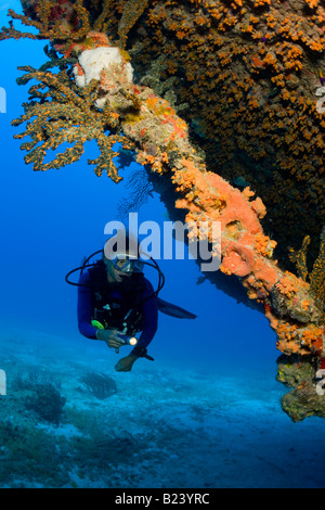 Taucher und Schiffswrack, Bahamas. Stockfoto