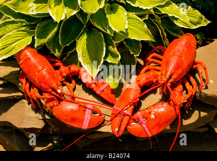 Kanada New Brunswick Bay Of Fundy Hummer auf dem Display Alma Lobster Shop Fishing Village von Alma Bay Of Fundy Stockfoto