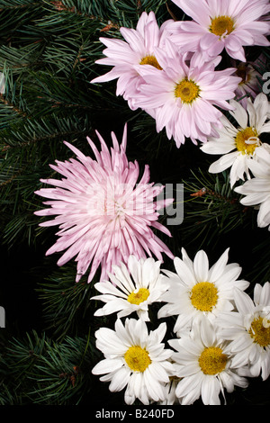 Ein Blumenstrauß aus weißen und rosa Gänseblümchen in der Nähe von oben, vertikal niemand hochauflösende Stockfoto