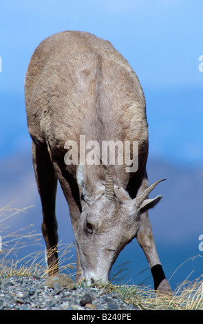 Bighorn Schafe Schaf (Ovis Canadensis) Streifen auf der Seite Mt Washburn Stockfoto