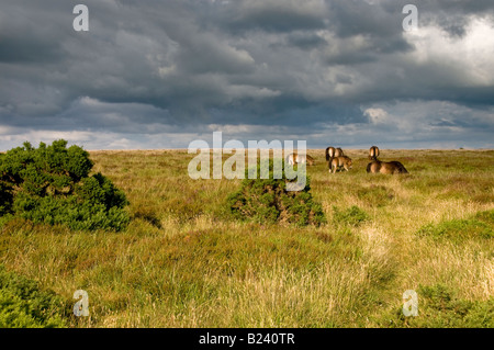 Exmoor Ponys in der Nähe von Dulverton. Exmoor National Park. Somerset. England Stockfoto