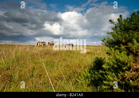 Exmoor Ponys in der Nähe von Dulverton. Exmoor National Park. Somerset. England Stockfoto