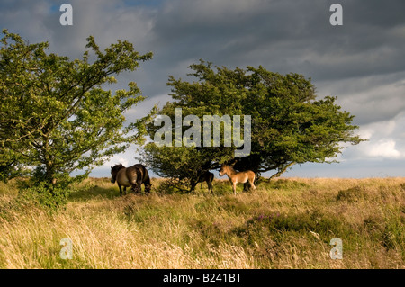 Exmoor Ponys in der Nähe von Withypool. Exmoor National Park. Somerset. England Stockfoto