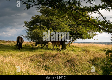 Exmoor Ponys in der Nähe von Withypool. Exmoor National Park. Somerset. England Stockfoto