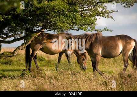 Exmoor Ponys in der Nähe von Withypool. Exmoor National Park. Somerset. England Stockfoto