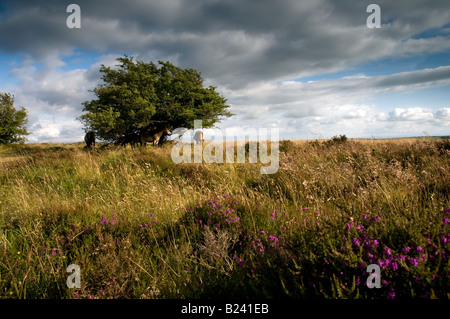 Exmoor Ponys in der Nähe von Withypool. Exmoor National Park. Somerset. England Stockfoto