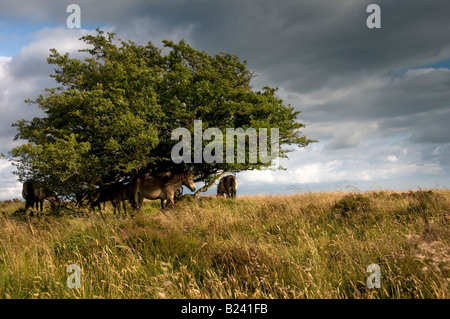 Exmoor Ponys in der Nähe von Withypool. Exmoor National Park. Somerset. England Stockfoto