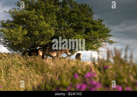 Exmoor Ponys in der Nähe von Withypool. Exmoor National Park. Somerset. England Stockfoto