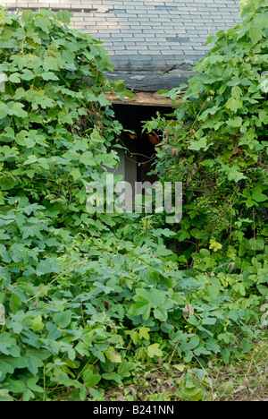 Kudzu Reben zu überholen, einem verlassenen Gebäude im Nordwesten Georgiens Stockfoto