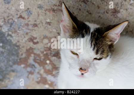 Katze ruht auf einem alten verwitterten Zement-Veranda Stockfoto