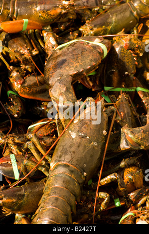 Kanada New Brunswick Leben Hummer im Fischerboot Bay Of Fundy Hummer Dorf von Alma Bay Of Fundy angezeigt Stockfoto