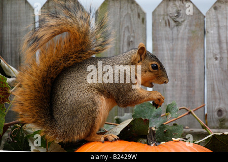 Östlicher grauer Fuchs Eichhörnchen nordamerikanisches Haustier Fotos Bilder Fotos Fotografie groß hochauflösend Qualität horizontal in USA US hochauflösend Stockfoto