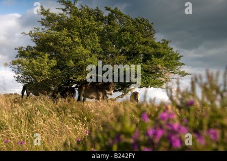 Exmoor Ponys in der Nähe von Withypool. Exmoor National Park. Somerset. England Stockfoto