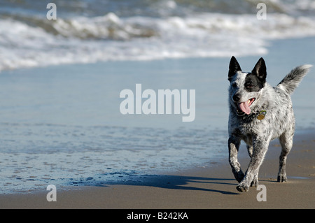 Australian Cattle Dogs läuft durch die Bucht von San Francisco Stockfoto