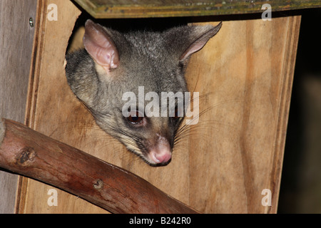 gemeinsamen Fuchskusu Possum, Trichosurus Vulpecula, alleinstehende Erwachsene in einer Box Stockfoto