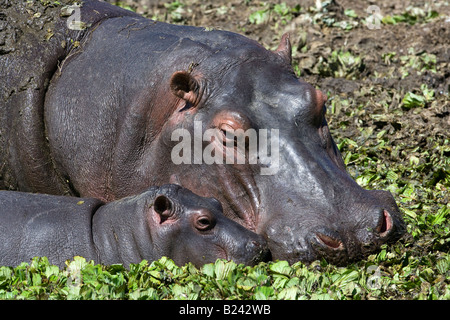 Horizontale close-up Kopfschuss von Mutter Mutter und süße niedliche kleine Baby Hippo, Köpfe berühren, Füttern in sonnendurchfluteten Sumpf der Masai Mara, Kenia Stockfoto