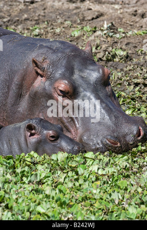 Vertikale close-up Kopfschuss von Mutter Mutter und adorable süße niedliche kleine Baby Hippo, Köpfe berühren, Füttern in sonnendurchfluteten Sumpf der Masai Mara, Kenia Stockfoto