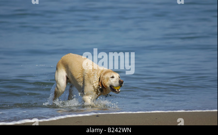Ein Hund läuft aus der San Francisco Bay an einem schönen Herbst-Morgen mit einem gelben Ball im Maul Stockfoto