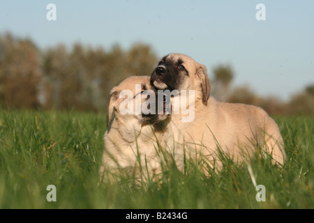 Hund Çoban Köpeği Berger d'Anatolie Kangal Hund Tier Haustier Hund Welpen 2 zwei Säugetier Rasse Coban Kopegi Anatolian Shepherd dog Stockfoto