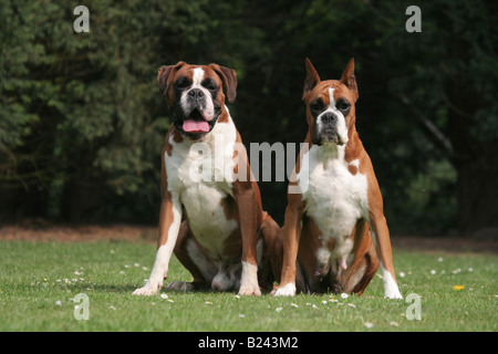 Boxer Hund / zwei Erwachsene sitzen in einem Garten Stockfoto
