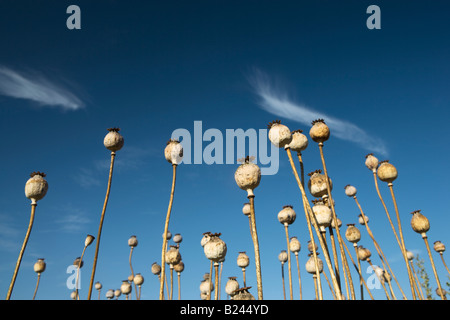 Samenköpfe von kultivierten Schlafmohn - Papaver Somniferum in Northamptonshire Stockfoto