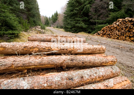 Log-Pfähle im Wald wartet auf Sammlung Stockfoto