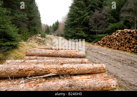 Log-Pfähle im Wald wartet auf Sammlung Stockfoto