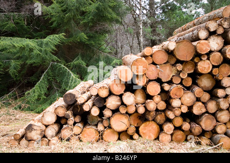 Log-Pfähle im Wald wartet auf Sammlung Stockfoto