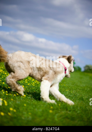 Bearded Collie Hund läuft in der britischen Landschaft Stockfoto
