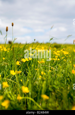 Sommerwiese im Süden von England gedreht