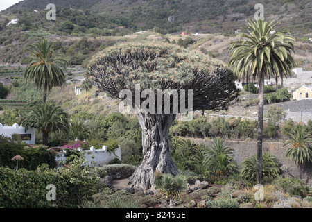 Der Drago-Baum Dracaena draco bei Icod de los Vinos wird als über 700 Jahre alt angegeben, auf Tenera, auf den Kanarischen Inseln, in Spanien Stockfoto