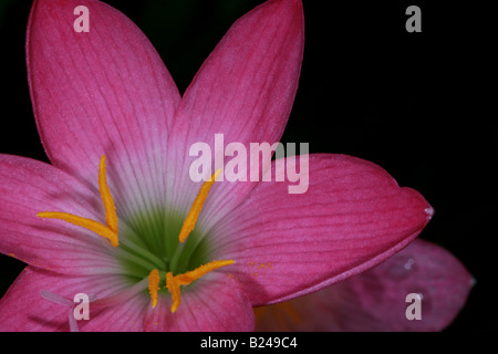 Schöne Lilie Blume in einem Garten in Penonome, Provinz Cocle, Republik Panama. Stockfoto