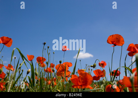 rote Mohnblumen gegen blauen Himmel Stockfoto
