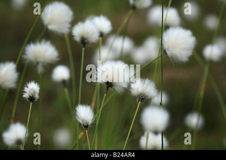 Baumwolle Blumen in Eggedal Norwegen Stockfoto