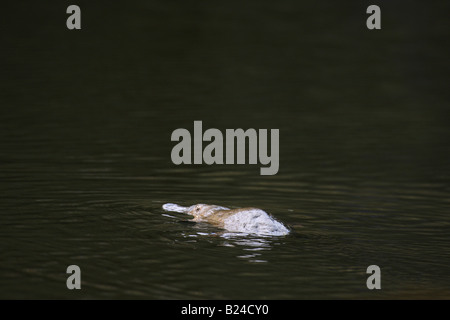 Platypus schwimmen Stockfoto