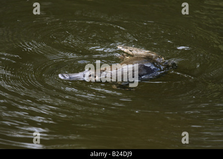 Platypus schwimmen Stockfoto