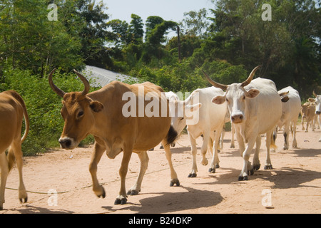 Rinder sind Hearded auf einer sandigen Straße in Oussouye, die Casamance, Senegal, Westafrika Stockfoto