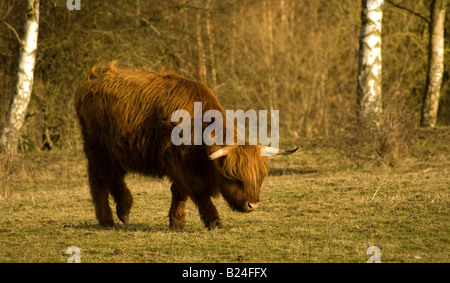 Roten Hochland Stier Kalb grasen auf einer Lichtung Stockfoto