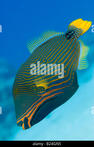 Trigger-Fische im Roten Meer. Stockfoto