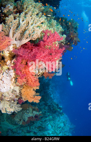 Bunte Weichkorallen im Roten Meer Stockfoto