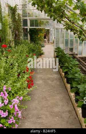 Gewächshaus bei offene Gärten in Redisham Hall In Suffolk Stockfoto