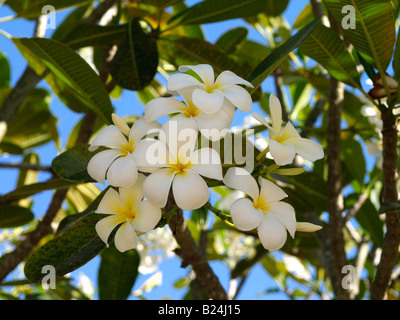 Thailand, Nakhon Si Thammarat, weiß blühende frangipani Stockfoto