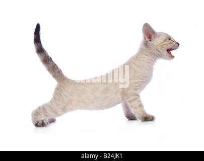 Süße Schnee Bengal Kätzchen streckte mit Schweif, Sideview Solated auf weißem Hintergrund Stockfoto