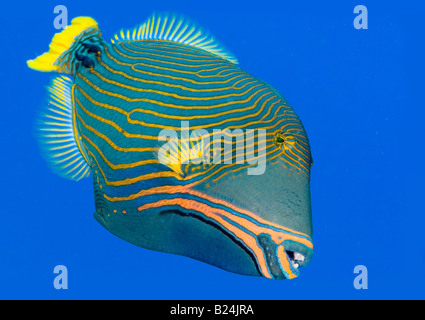 Trigger-Fische im Roten Meer. Stockfoto