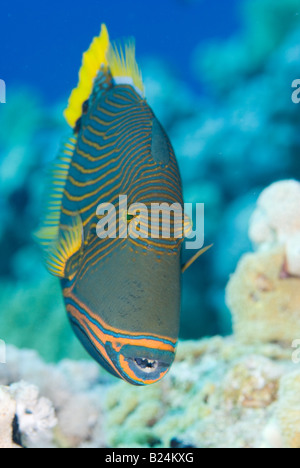 Trigger-Fische im Roten Meer. Stockfoto